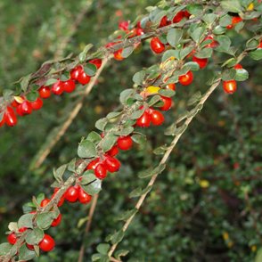 Cotoneaster salwinensis